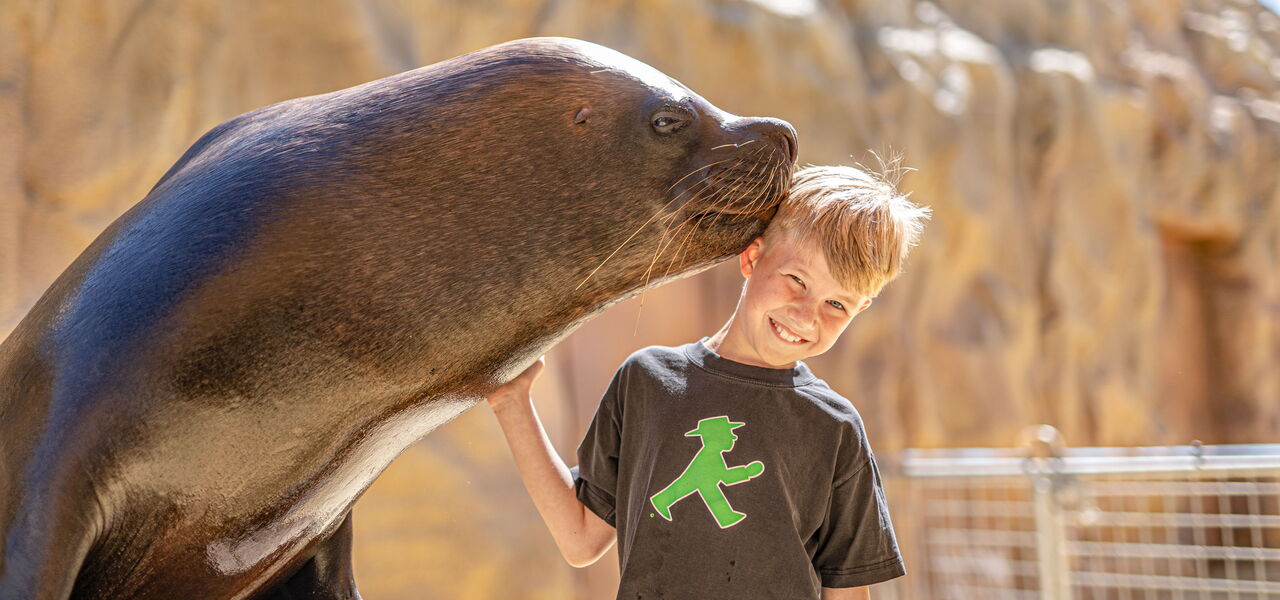 Der Junge geniesst das Seelöwen-Training.